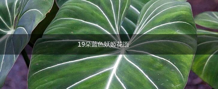 19朵蓝色妖姬花语,第1张