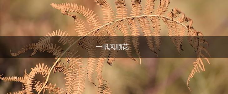 一帆风顺花,第1张