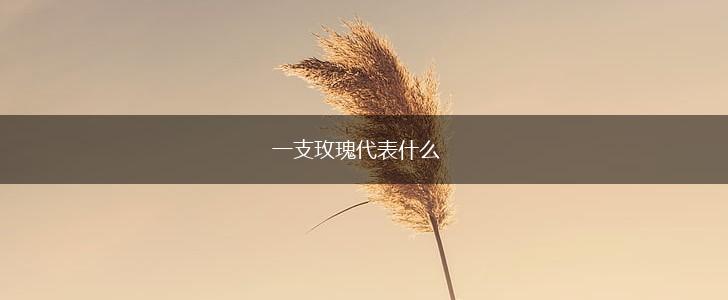 一支玫瑰代表什么,第1张
