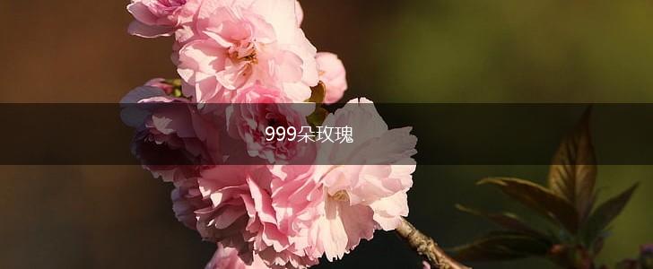 999朵玫瑰,第1张