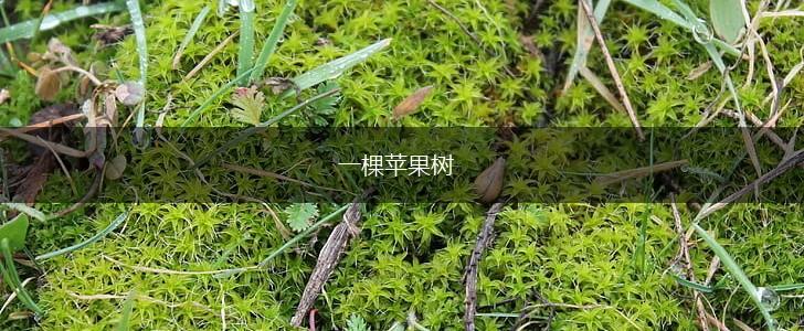 一棵苹果树,第1张