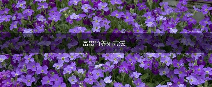 富贵竹养殖方法,第1张