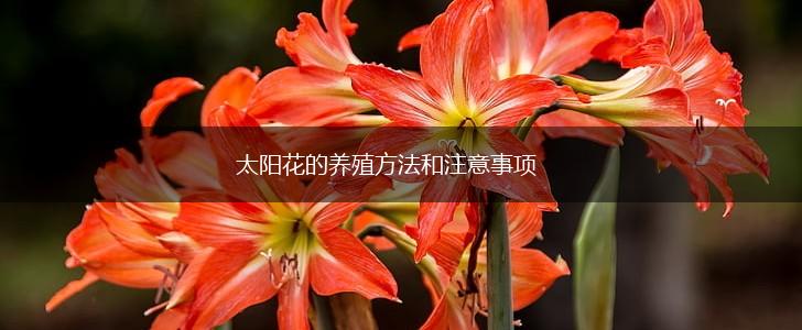 太阳花的养殖方法和注意事项,第1张