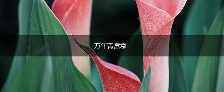 万年青寓意,第1张