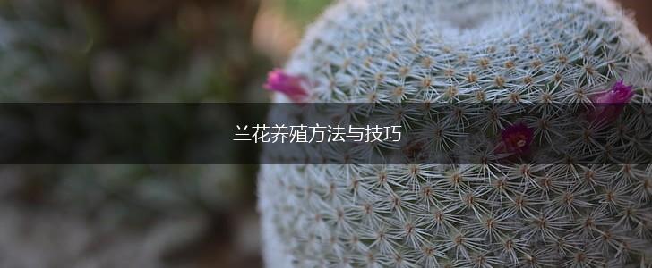 兰花养殖方法与技巧,第1张