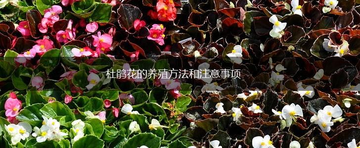 杜鹃花的养殖方法和注意事项,第1张