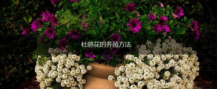 杜鹃花的养殖方法,第1张
