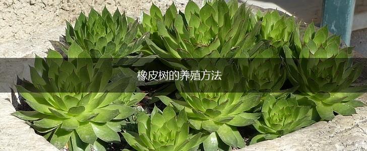 橡皮树的养殖方法,第1张