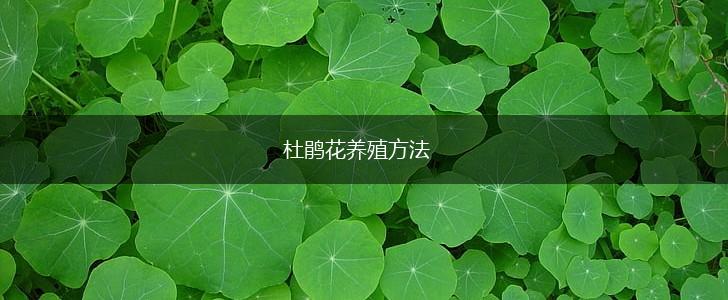 杜鹃花养殖方法,第1张