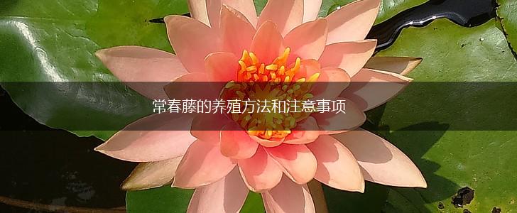 常春藤的养殖方法和注意事项,第1张