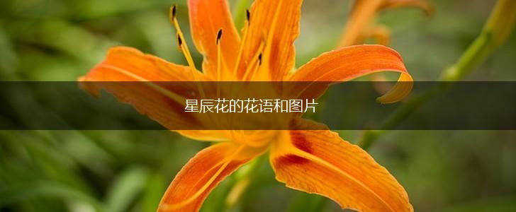 星辰花的花语和图片,第1张