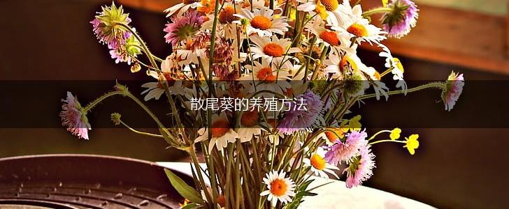 散尾葵的养殖方法,第1张