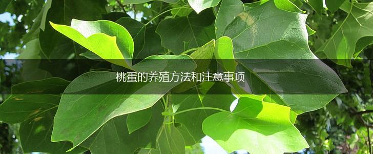 桃蛋的养殖方法和注意事项,第1张
