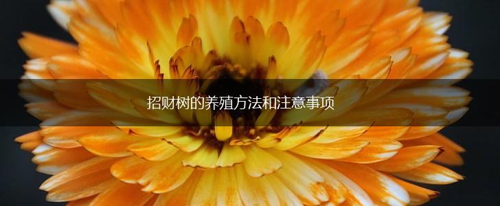 招财树的养殖方法和注意事项,第1张