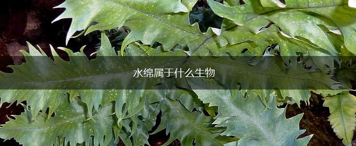 水绵属于什么生物,第1张