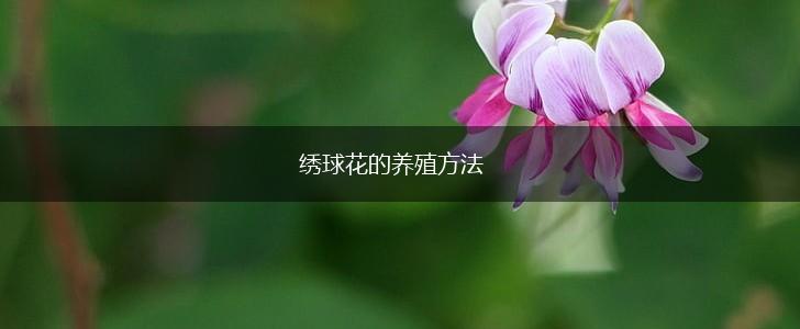 绣球花的养殖方法,第1张