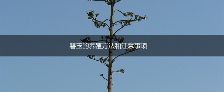 碧玉的养殖方法和注意事项,第1张