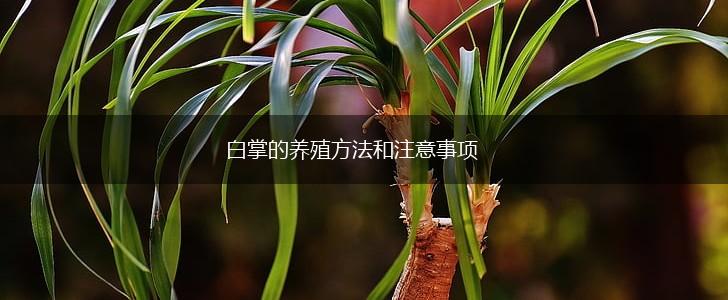白掌的养殖方法和注意事项,第1张