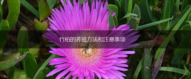 竹柏的养殖方法和注意事项,第1张
