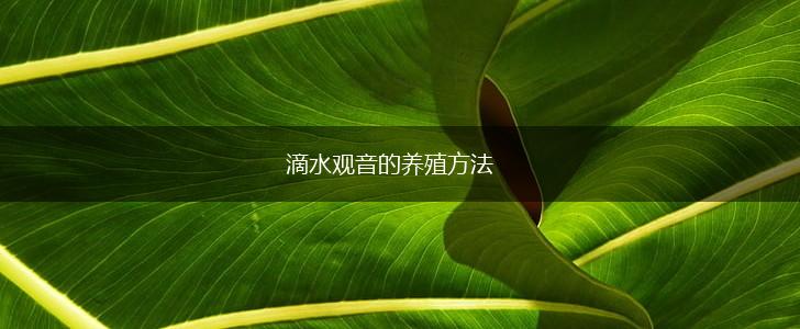 滴水观音的养殖方法,第1张