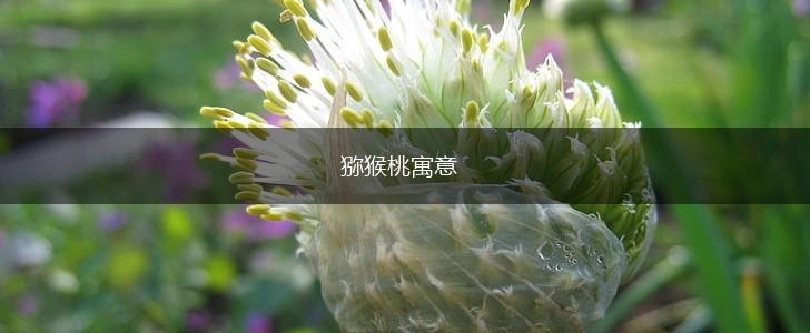 猕猴桃寓意,第1张