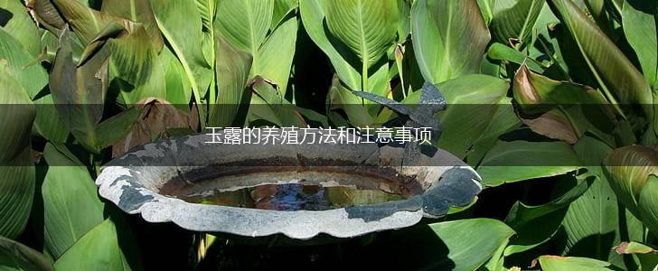 玉露的养殖方法和注意事项,第1张