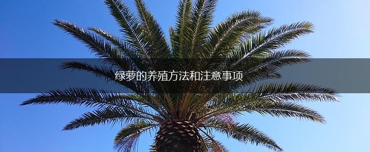 绿萝的养殖方法和注意事项,第1张