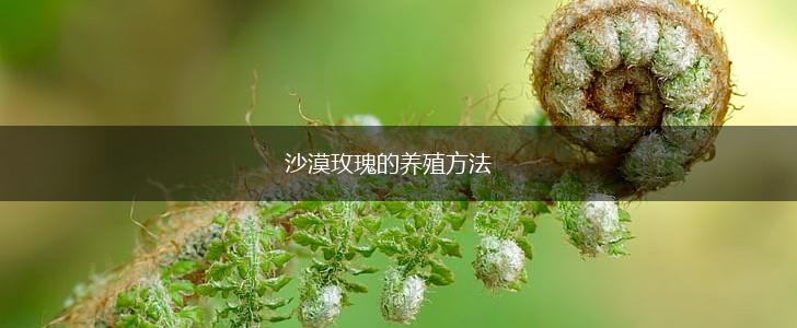 沙漠玫瑰的养殖方法,第1张