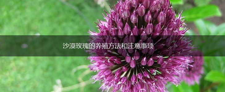 沙漠玫瑰的养殖方法和注意事项,第1张