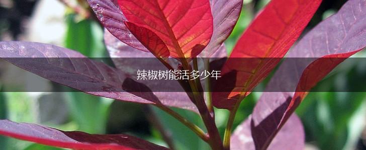 辣椒树能活多少年,第1张