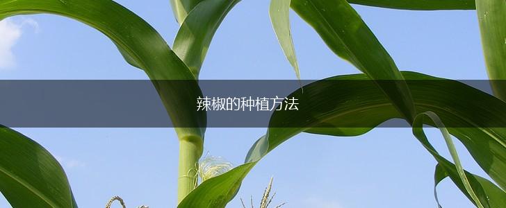 辣椒的种植方法,第1张