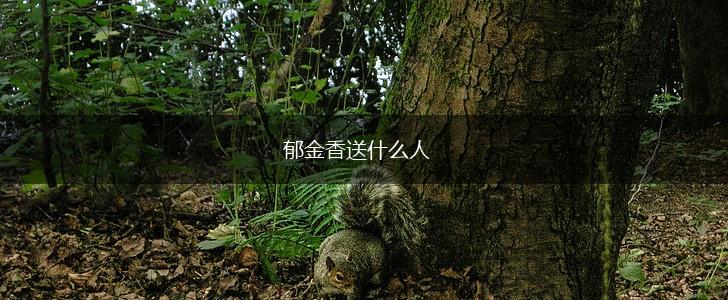 郁金香送什么人,第1张