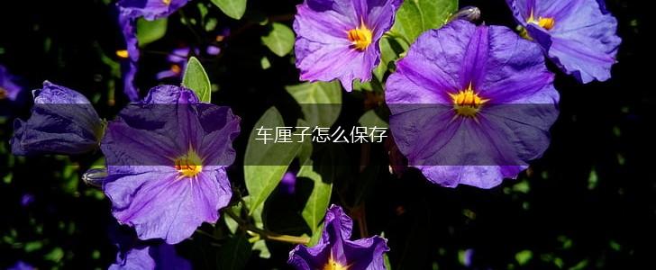 车厘子怎么保存,第1张