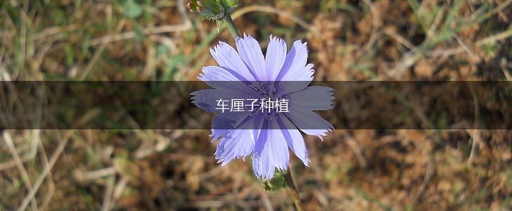 车厘子种植,第1张