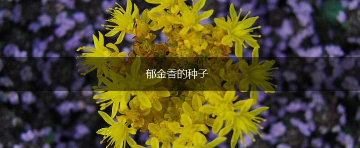 郁金香的种子,第1张