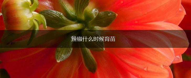 辣椒什么时候育苗,第1张