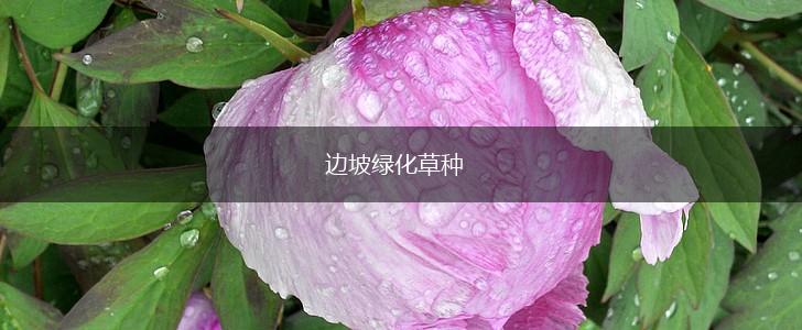 边坡绿化草种,第1张