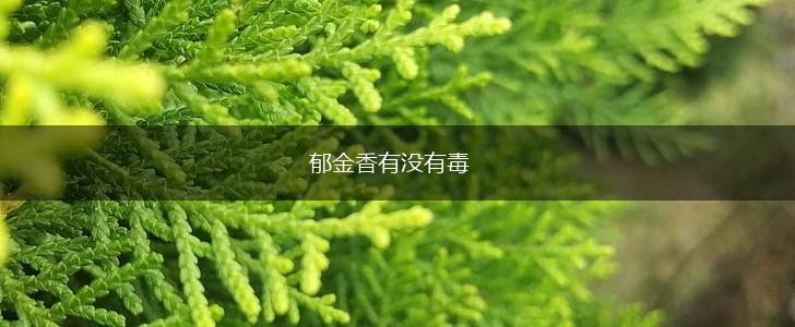 郁金香有没有毒,第1张