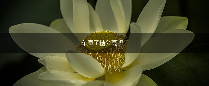 车厘子糖分高吗,第1张