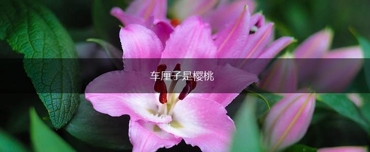 车厘子是樱桃,第1张 车厘子是樱桃,第1张