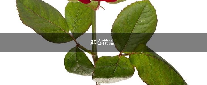 迎春花语,第1张