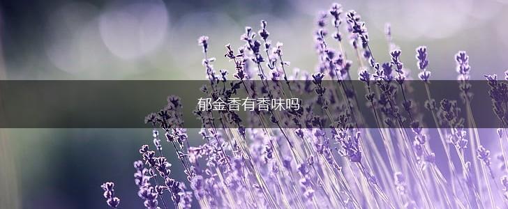 郁金香有香味吗,第1张