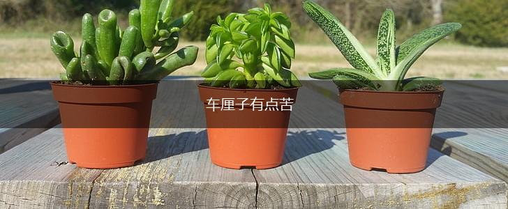 车厘子有点苦,第1张