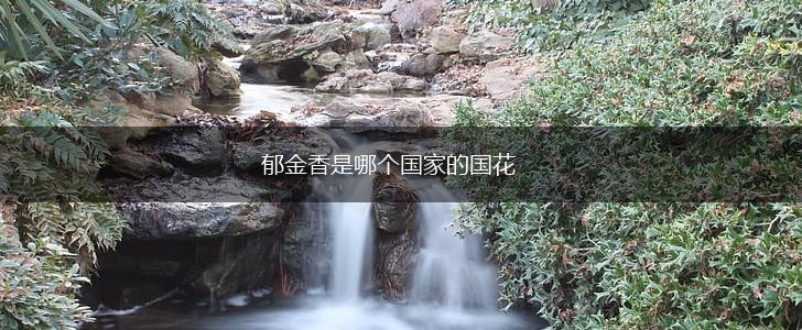 郁金香是哪个国家的国花,第1张