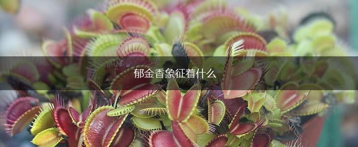 郁金香象征着什么,第1张 郁金香象征着什么,第1张