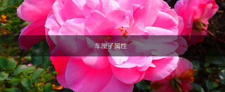 车厘子属性,第1张 车厘子属性,第1张