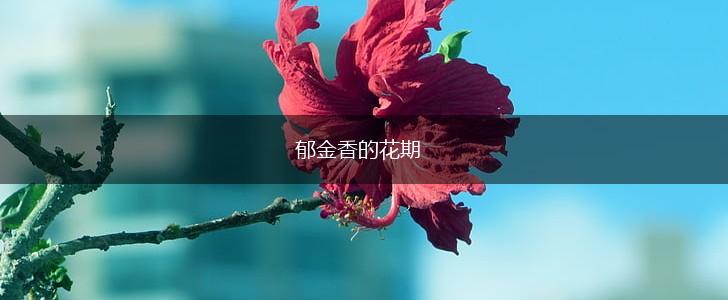 郁金香的花期,第1张 郁金香的花期,第1张