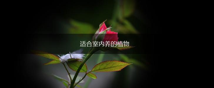 适合室内养的植物,第1张
