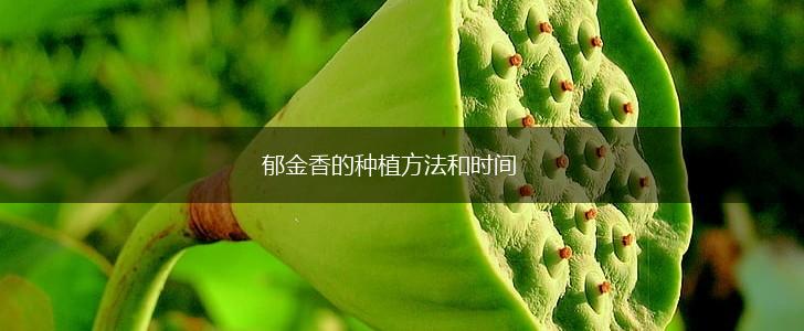 郁金香的种植方法和时间,第1张