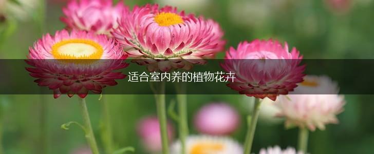 适合室内养的植物花卉,第1张